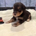 PONGO – Schnoodle $2500