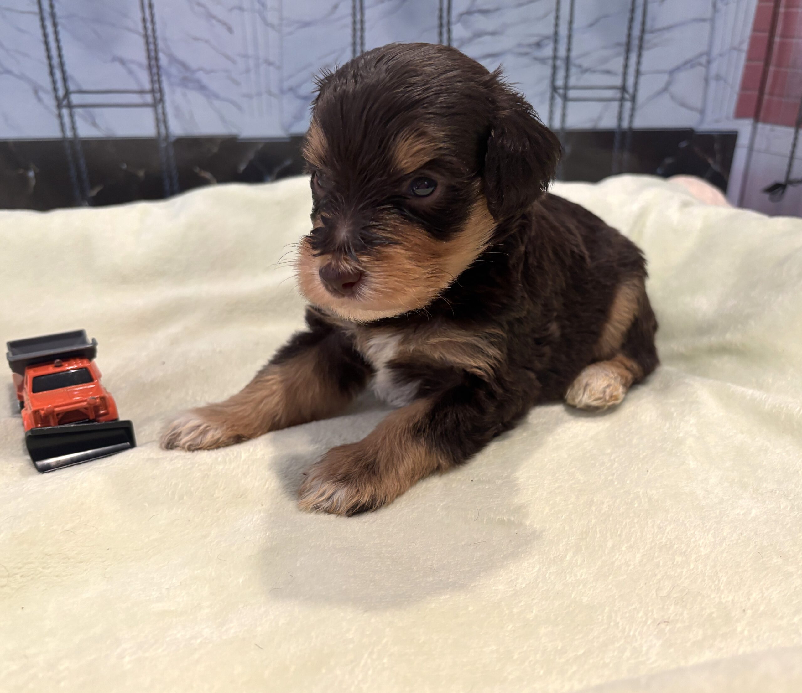 PONGO – Schnoodle $2500