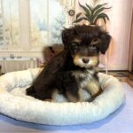 PONGO – Schnoodle $2500