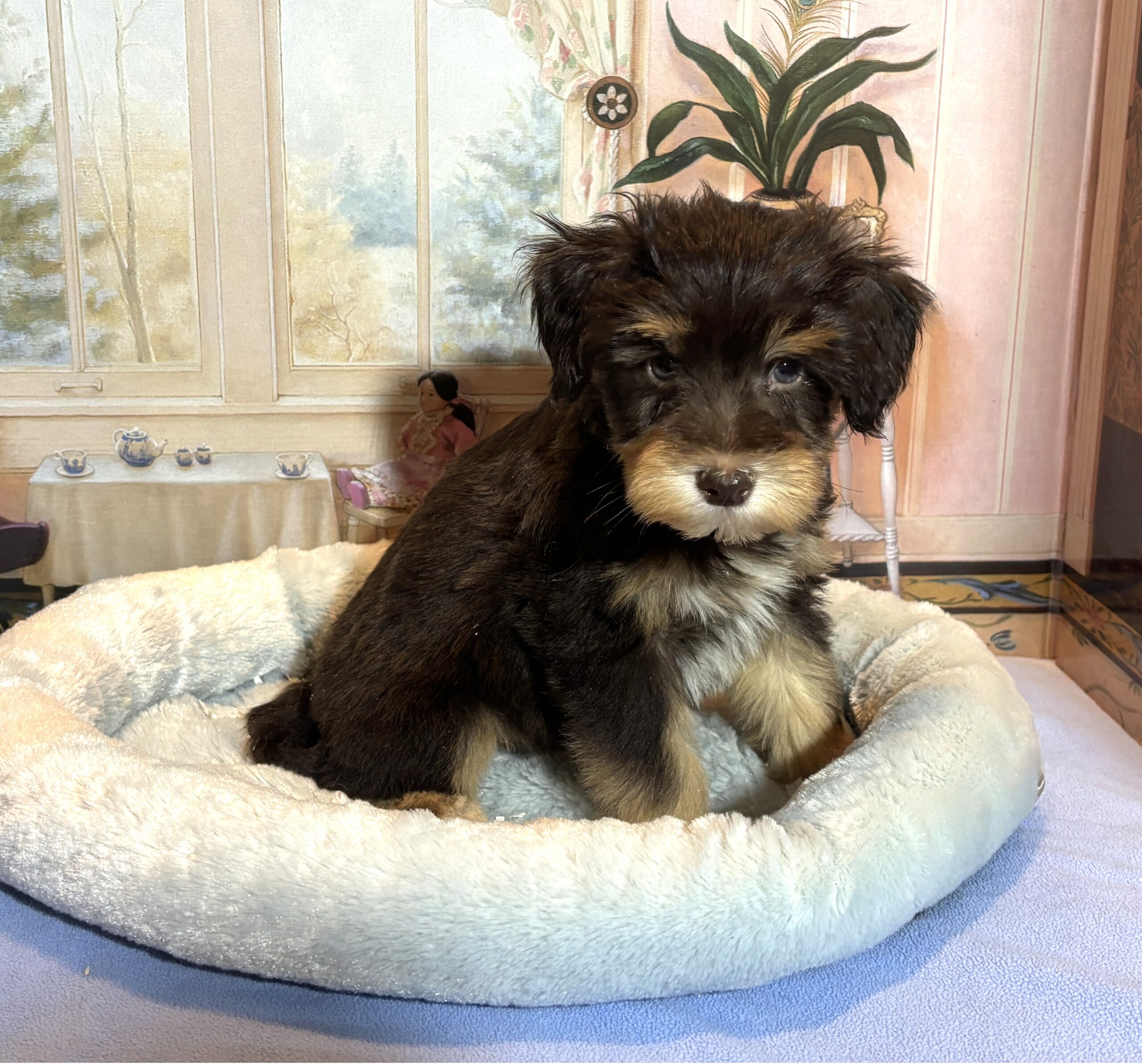 PONGO – Schnoodle $2500