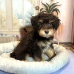 PONGO – Schnoodle $2500