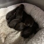 SAPPHIRE’S Schnoodle Litter