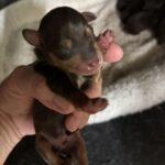 SAPPHIRE’S Schnoodle Litter