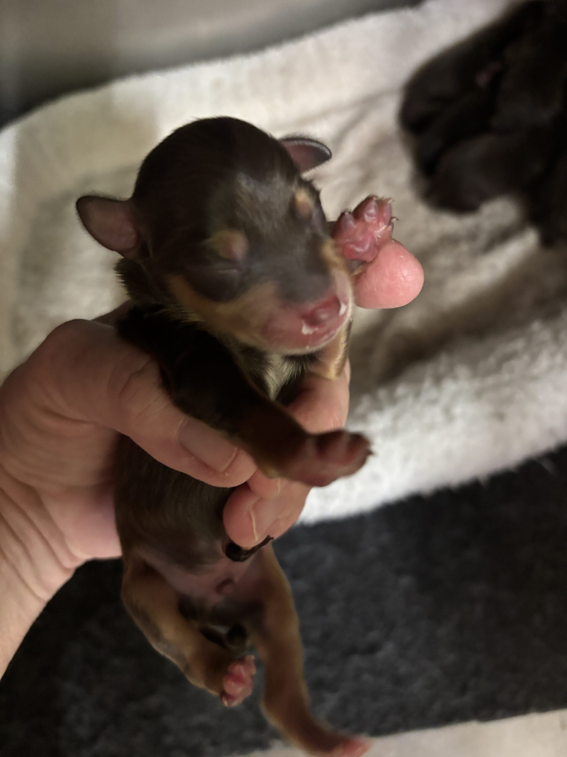 SAPPHIRE’S Schnoodle Litter