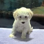 SELENE – Miniature Schnoodle $2000