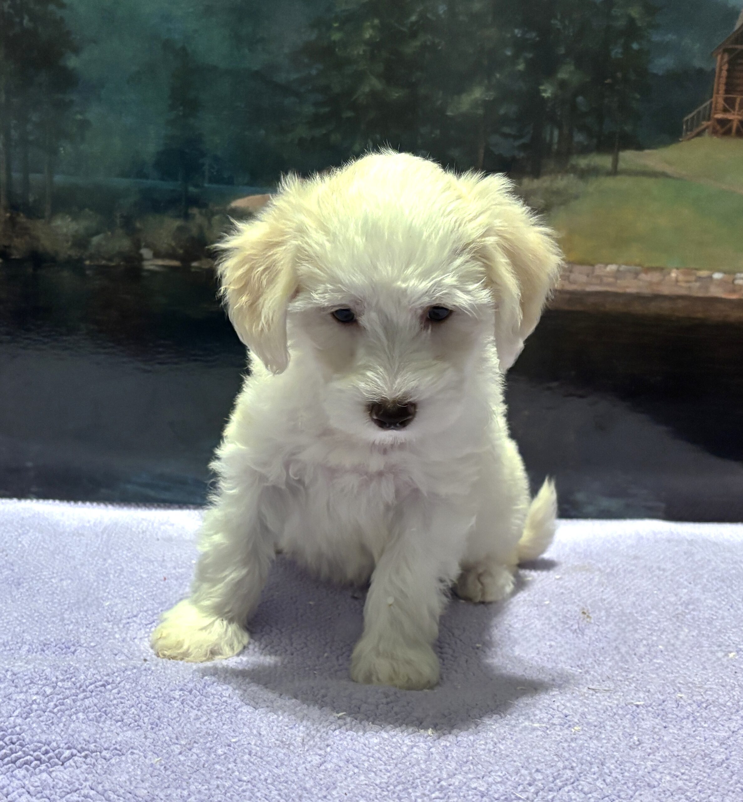SELENE – Miniature Schnoodle $2000