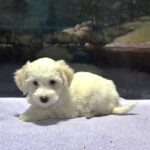 SELENE – Miniature Schnoodle $2000