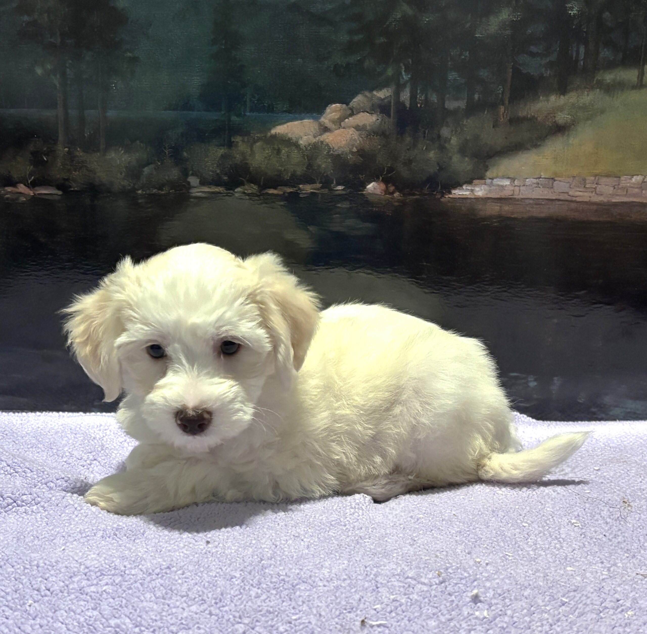SELENE – Miniature Schnoodle $2000