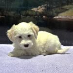 SELENE – Miniature Schnoodle $2000