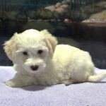 SELENE – Miniature Schnoodle $2000