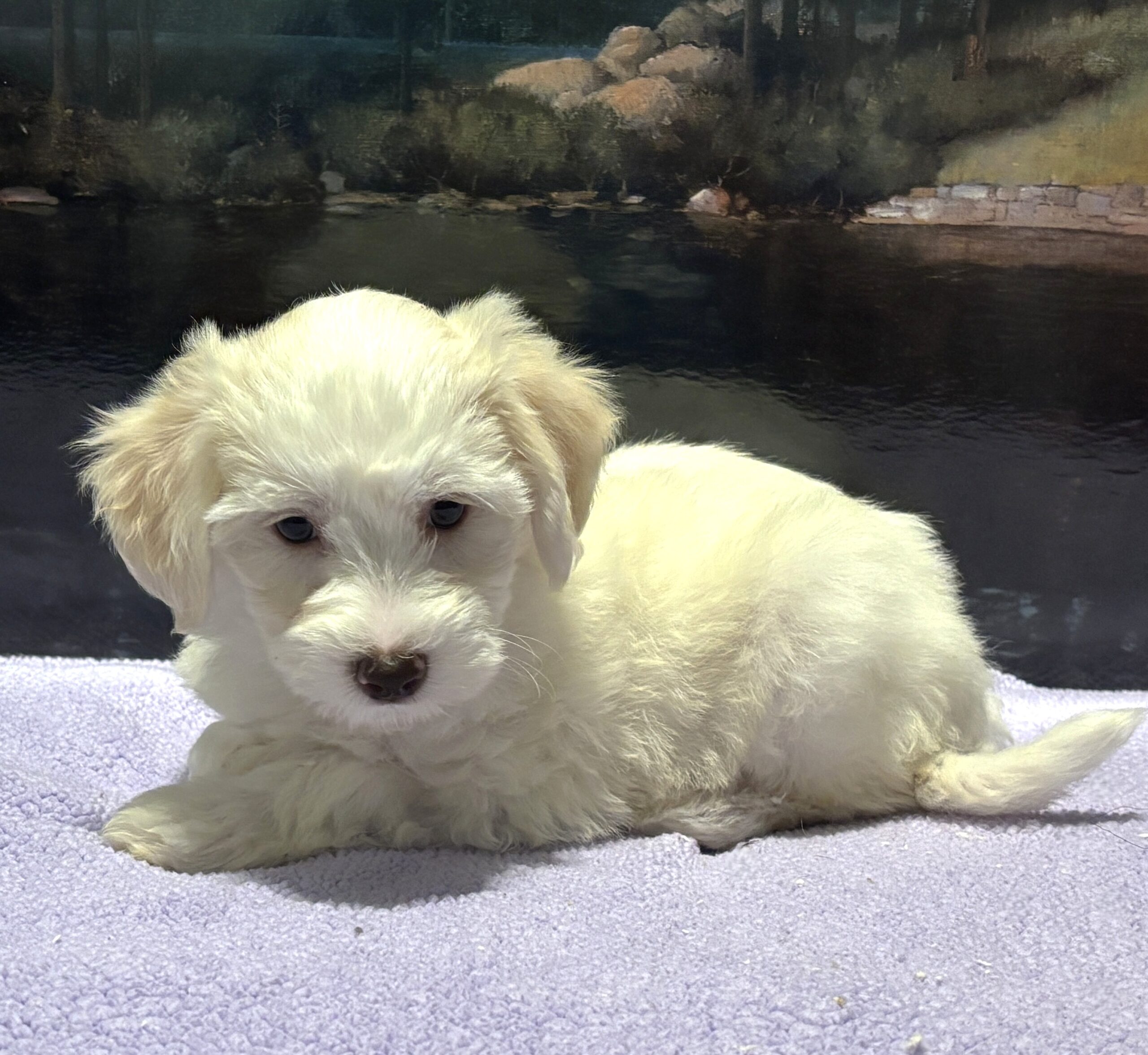 SELENE – Miniature Schnoodle $2000