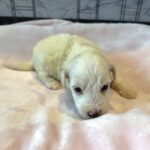 SELENE – Miniature Schnoodle $2000