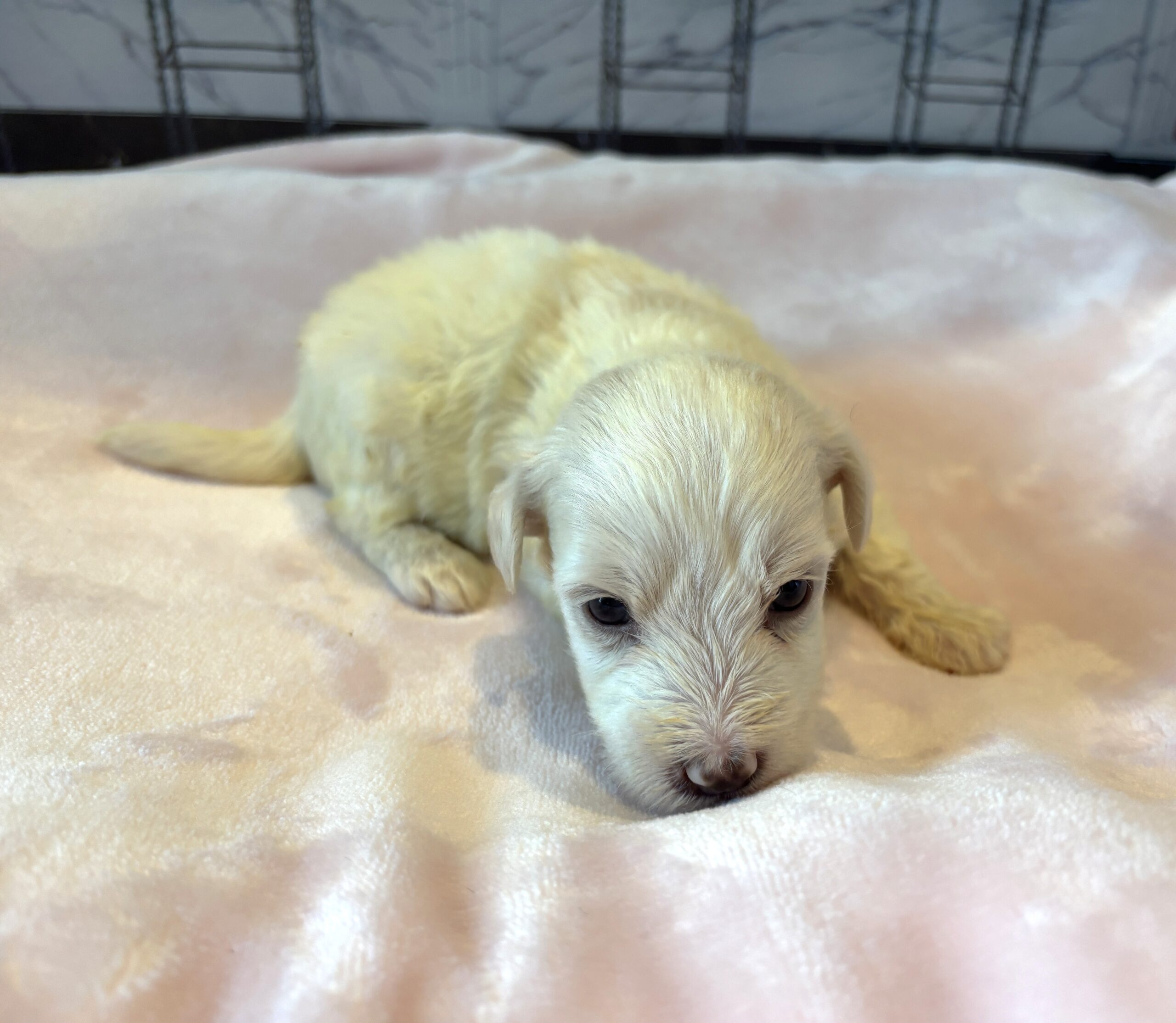 SELENE – Miniature Schnoodle $2000