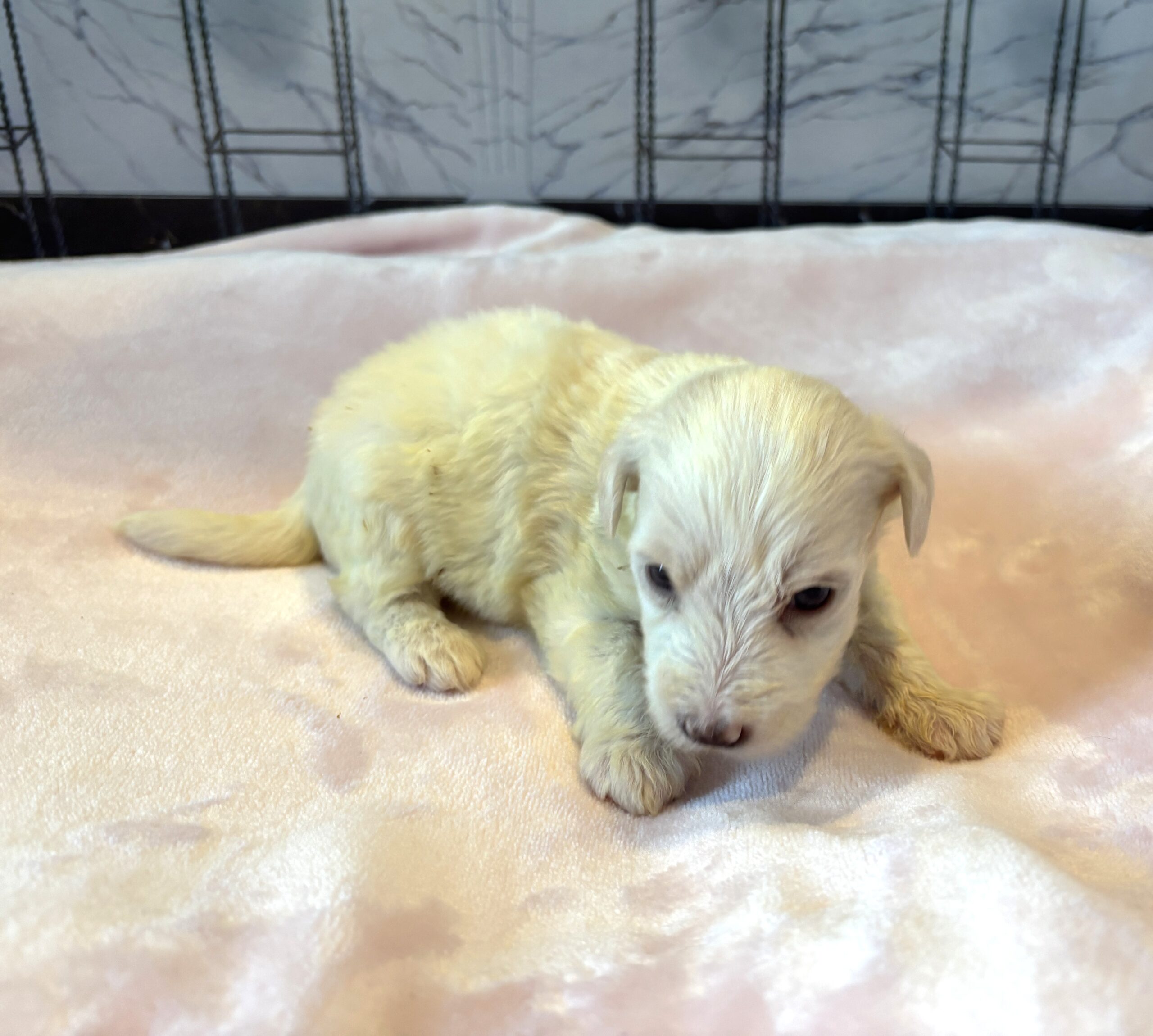 SELENE – Miniature Schnoodle $2000