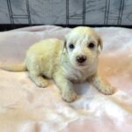 SELENE – Miniature Schnoodle $2000