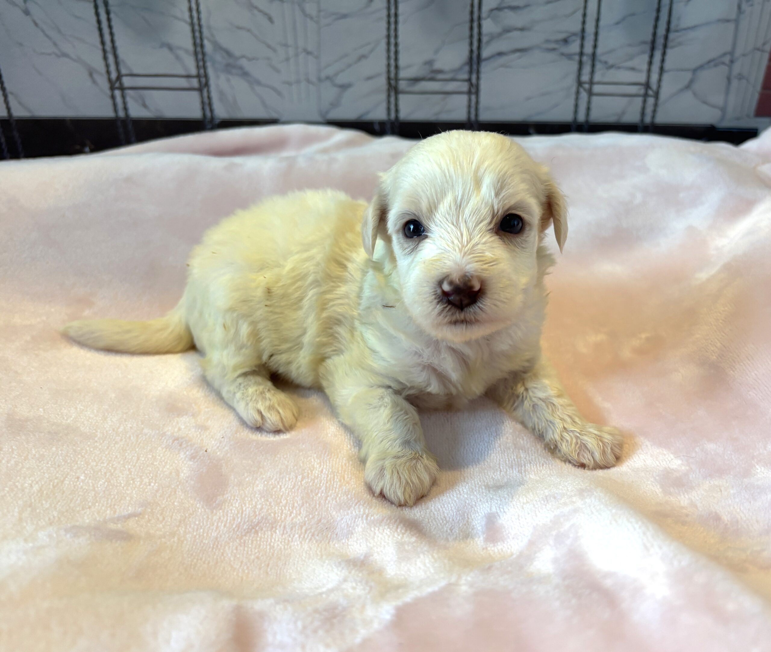 SELENE – Miniature Schnoodle $2000