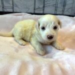 SELENE – Miniature Schnoodle $2000