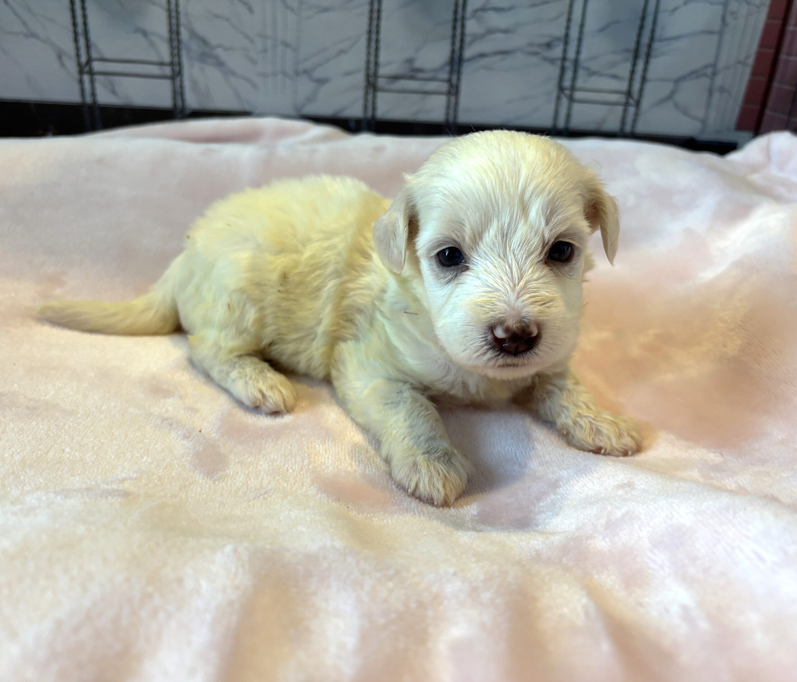SELENE – Miniature Schnoodle $2000