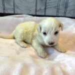 SELENE – Miniature Schnoodle $2000