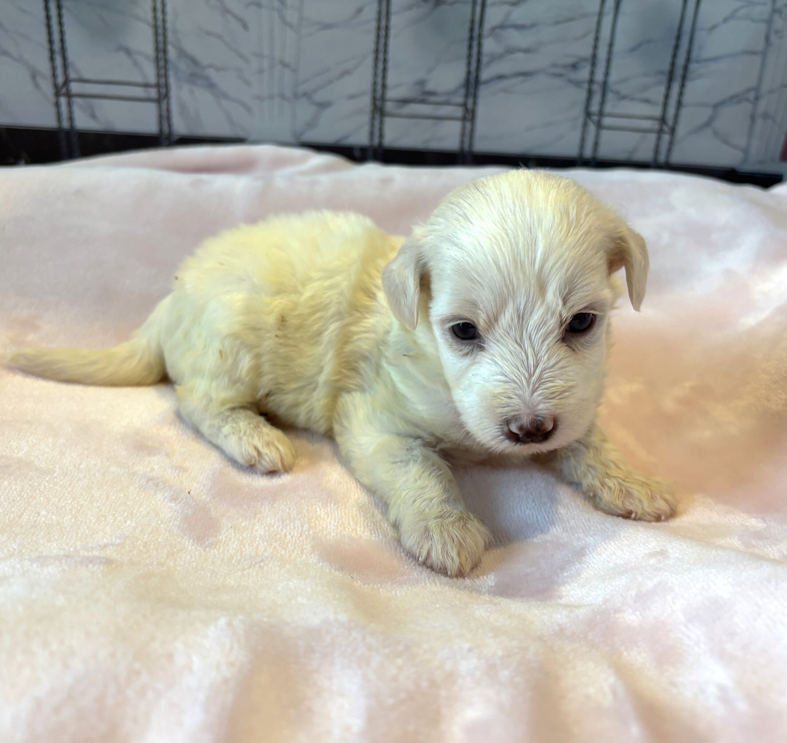 SELENE – Miniature Schnoodle $2000