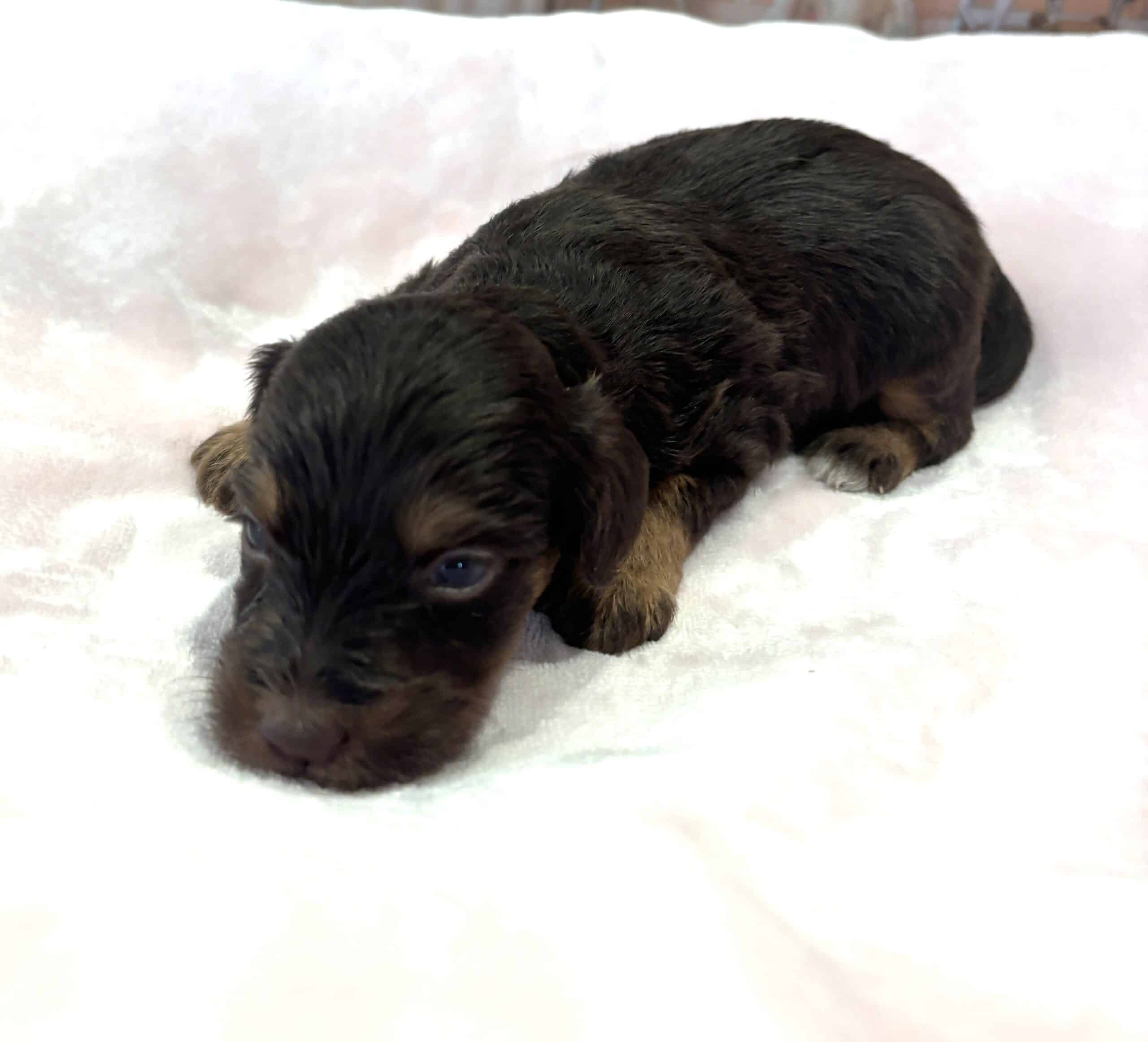 TILLY – Schnoodle $2500