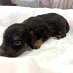 TILLY – Schnoodle $2500