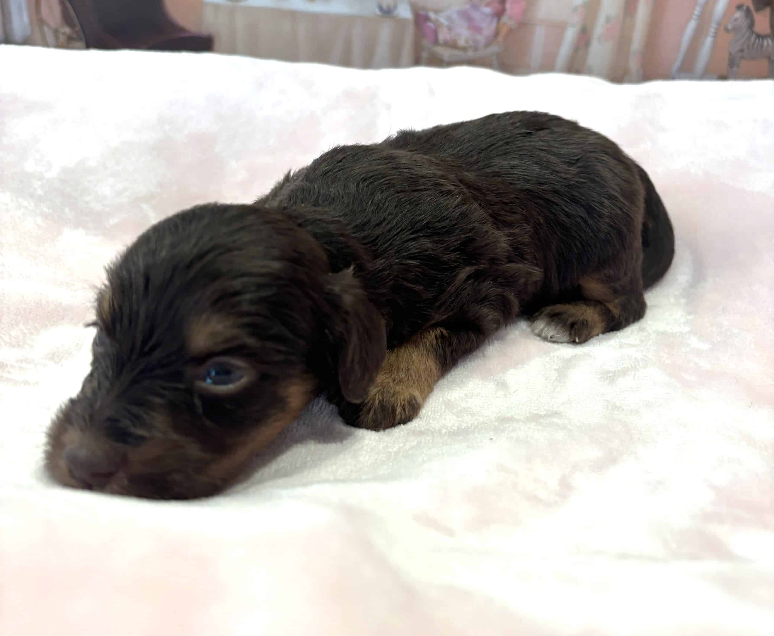 TILLY – Schnoodle $2500