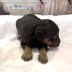 TILLY – Schnoodle $2500