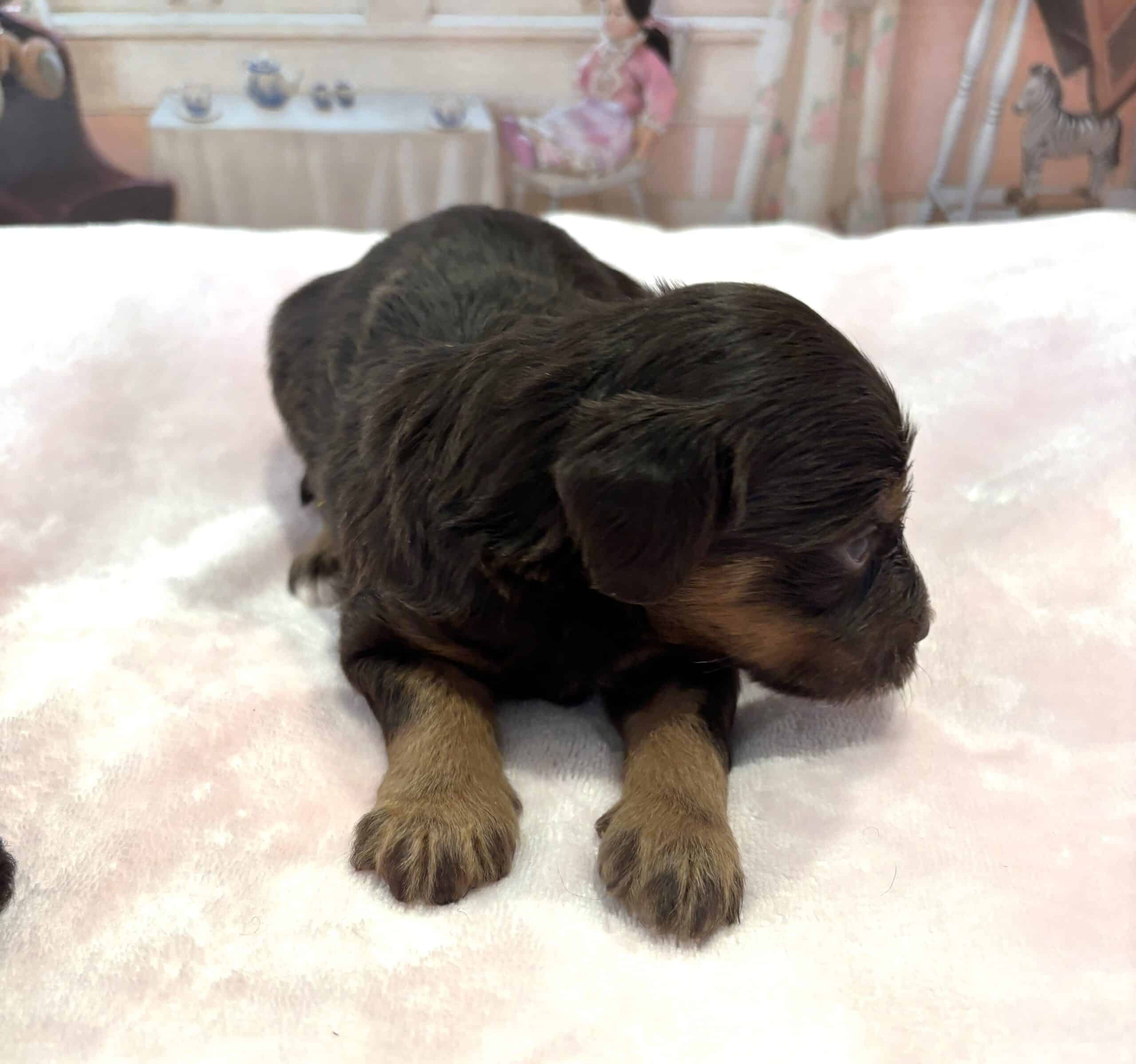 TILLY – Schnoodle $2500