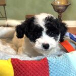 TRITON – Miniature Schnoodle $2300
