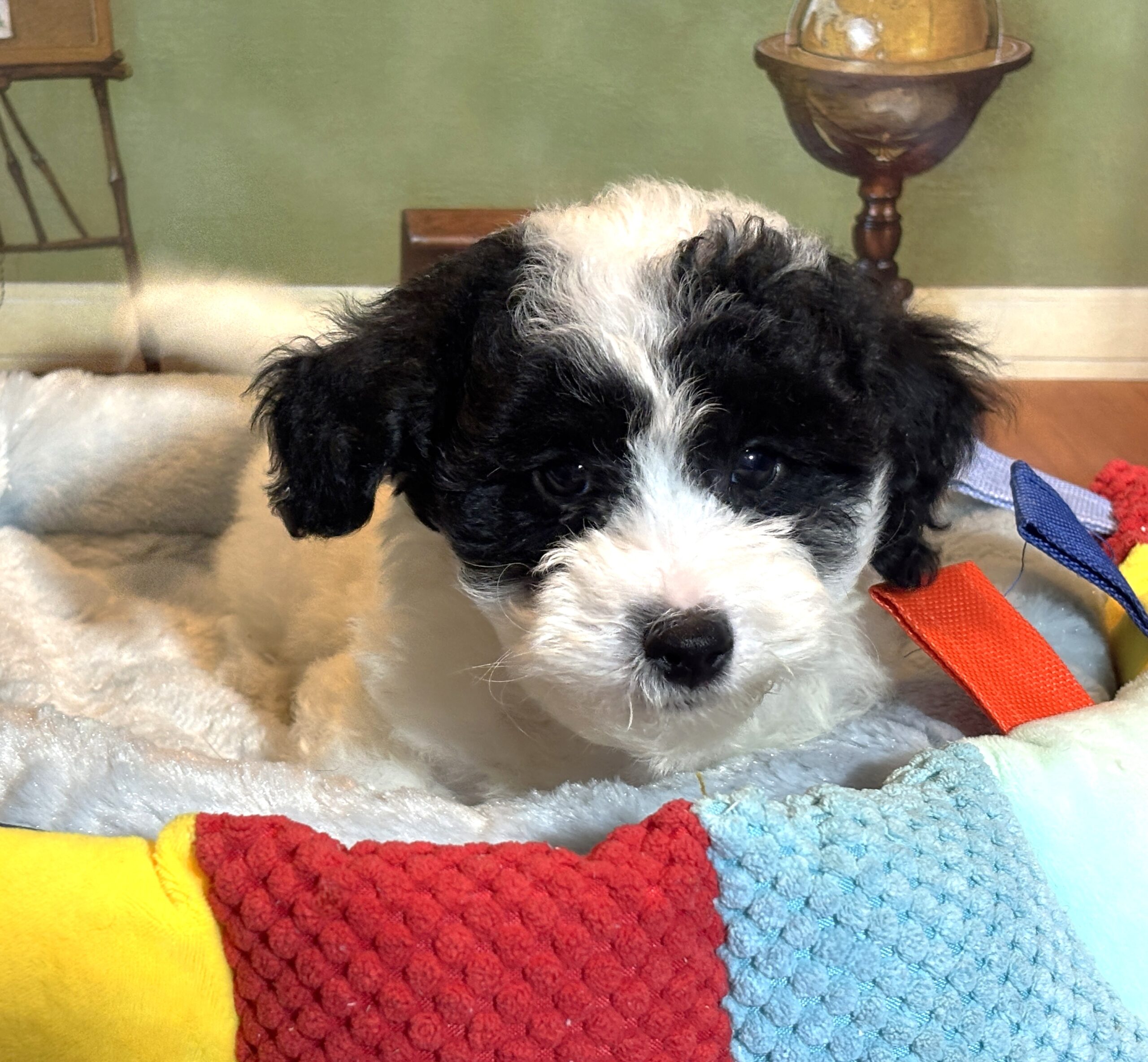 TRITON – Miniature Schnoodle $2300