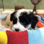 TRITON – Miniature Schnoodle $2300