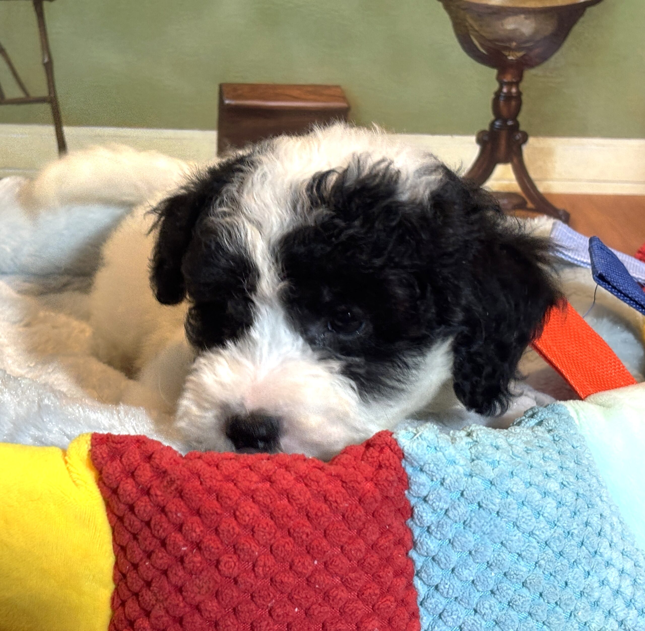 TRITON – Miniature Schnoodle $2300