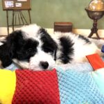 TRITON – Miniature Schnoodle $2300