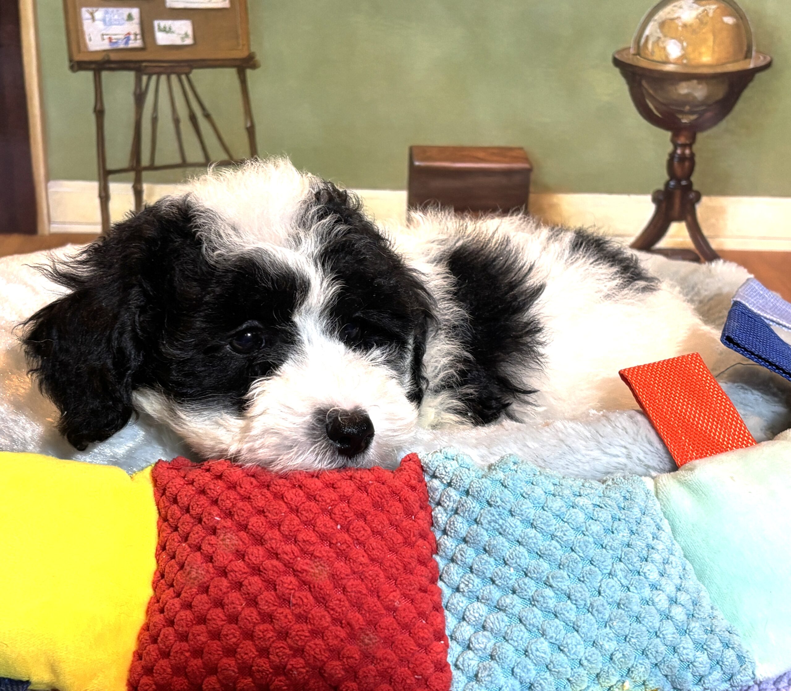 TRITON – Miniature Schnoodle $2300