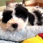TRITON – Miniature Schnoodle $2300
