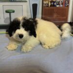 TRITON – Miniature Schnoodle $2000