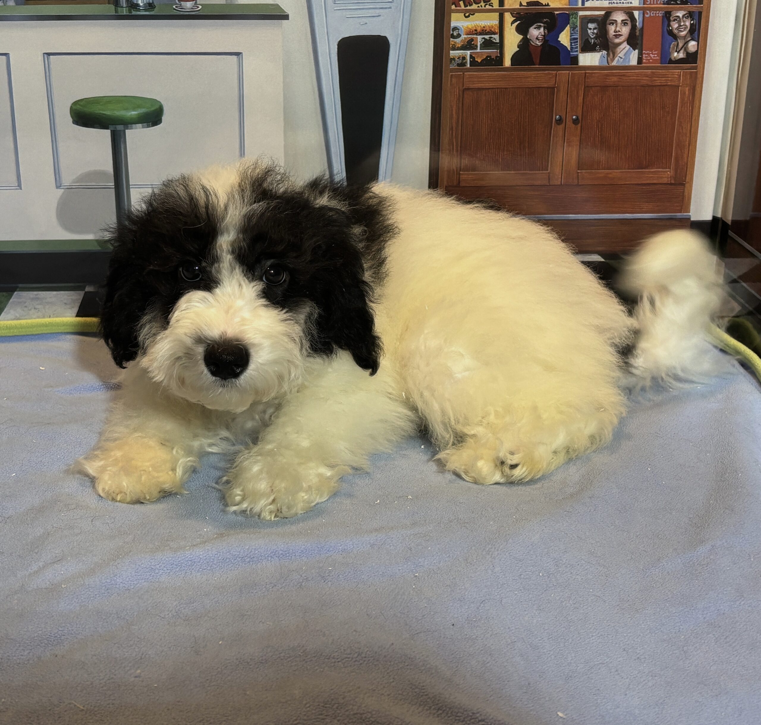 TRITON – Miniature Schnoodle $2000