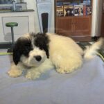 TRITON – Miniature Schnoodle $2000