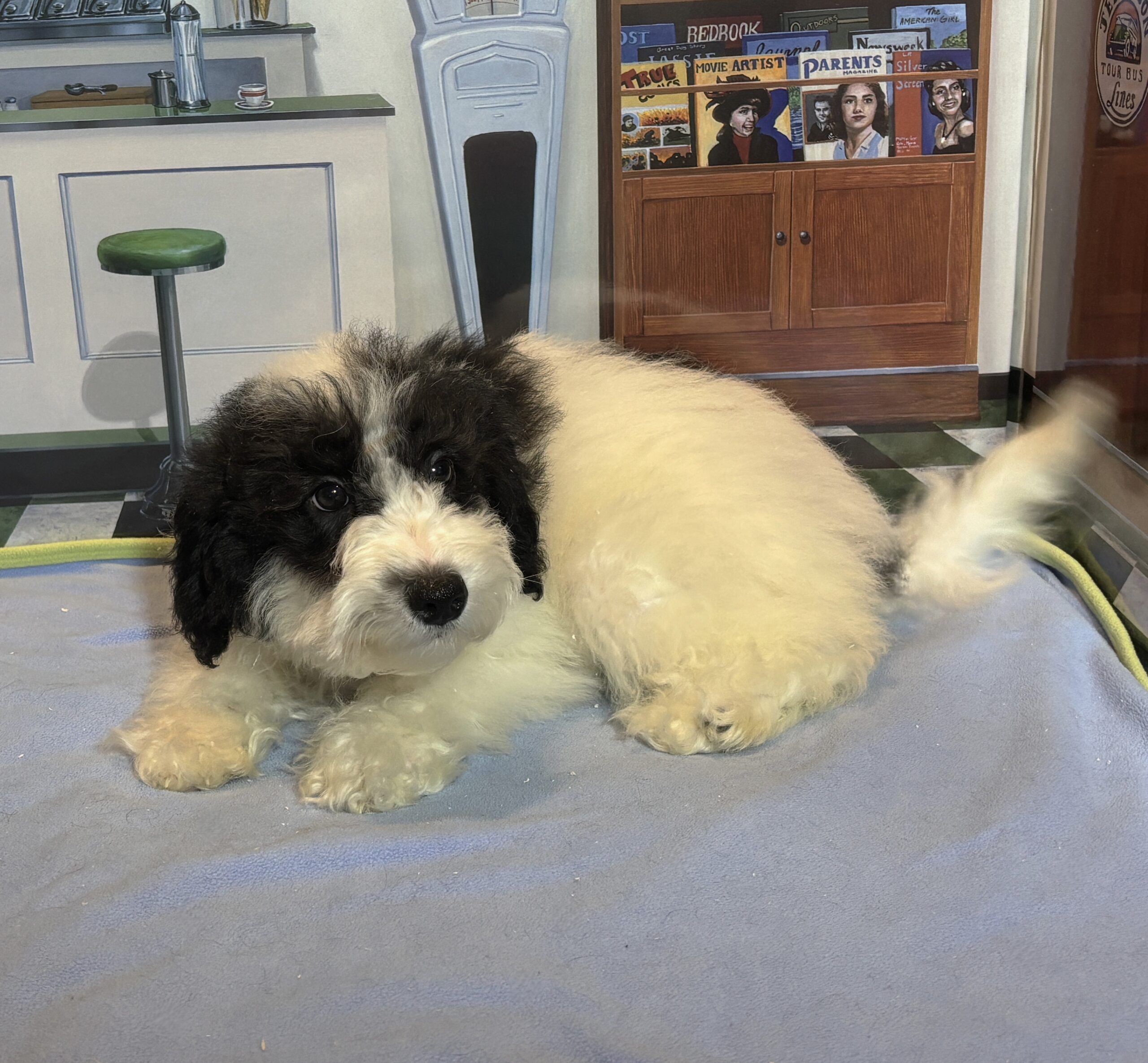 TRITON – Miniature Schnoodle $2000