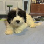 TRITON – Miniature Schnoodle $2000