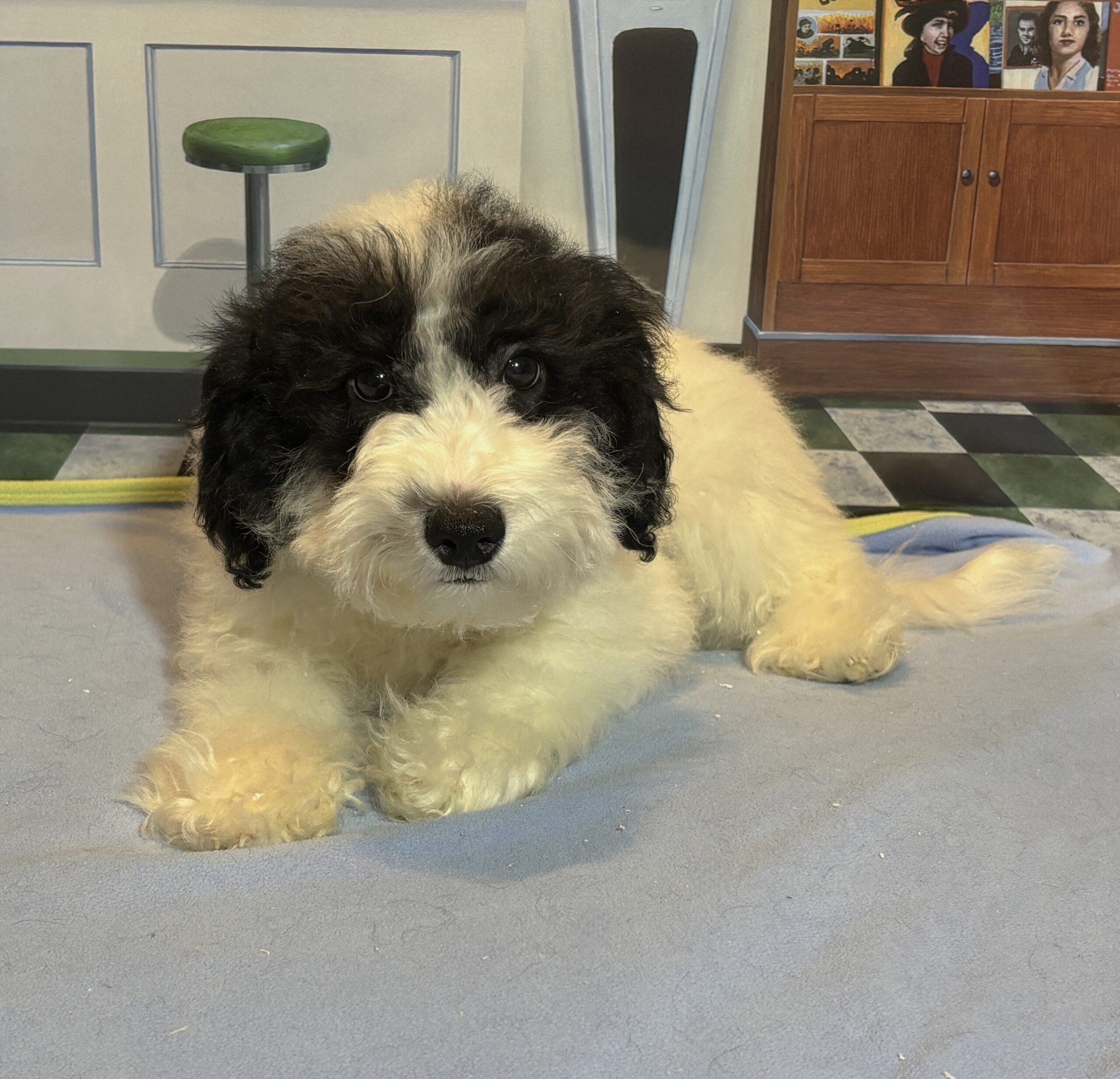 TRITON – Miniature Schnoodle $2000
