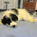 TRITON – Miniature Schnoodle $2000