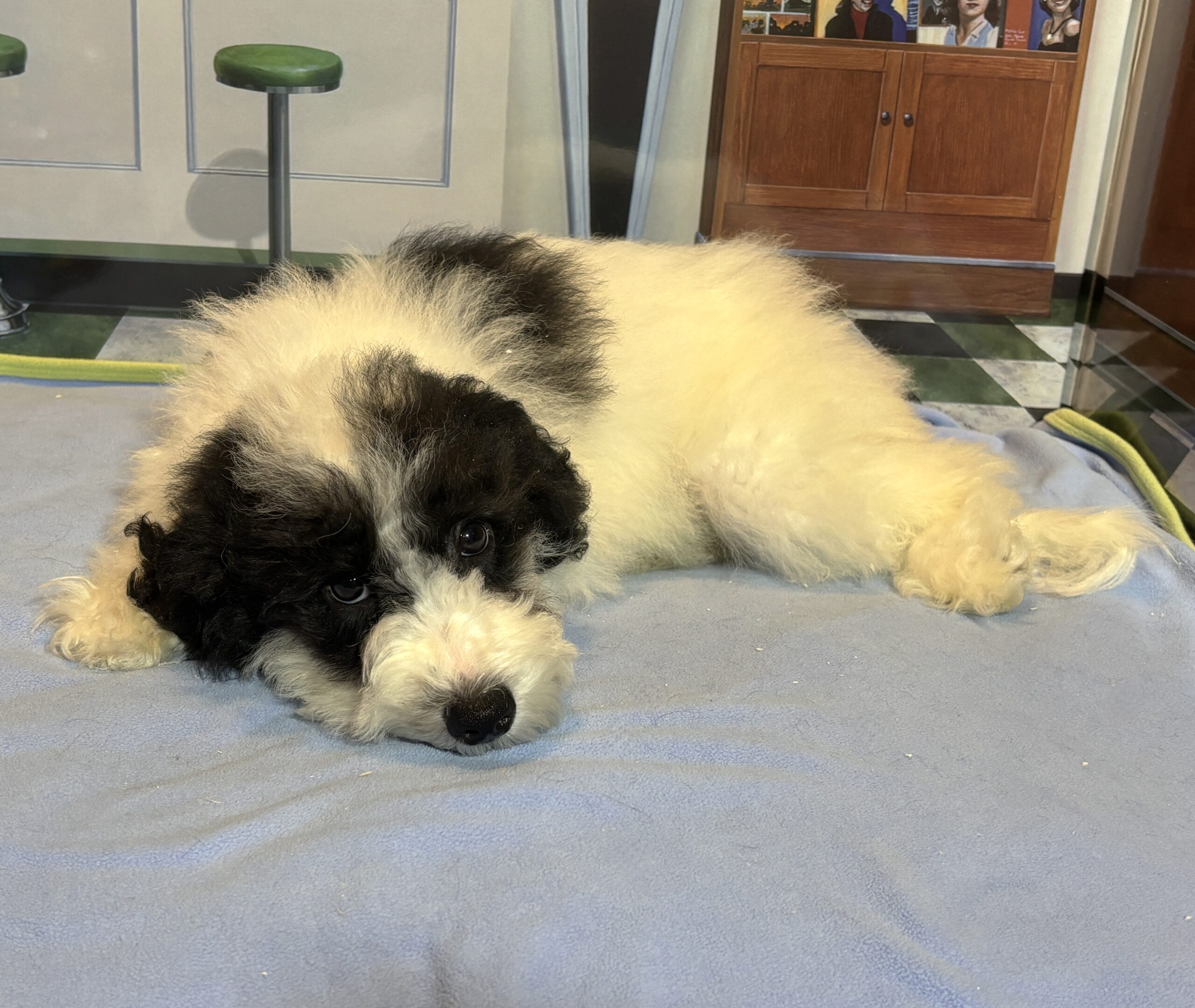 TRITON – Miniature Schnoodle $2000