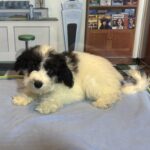 TRITON – Miniature Schnoodle $2000