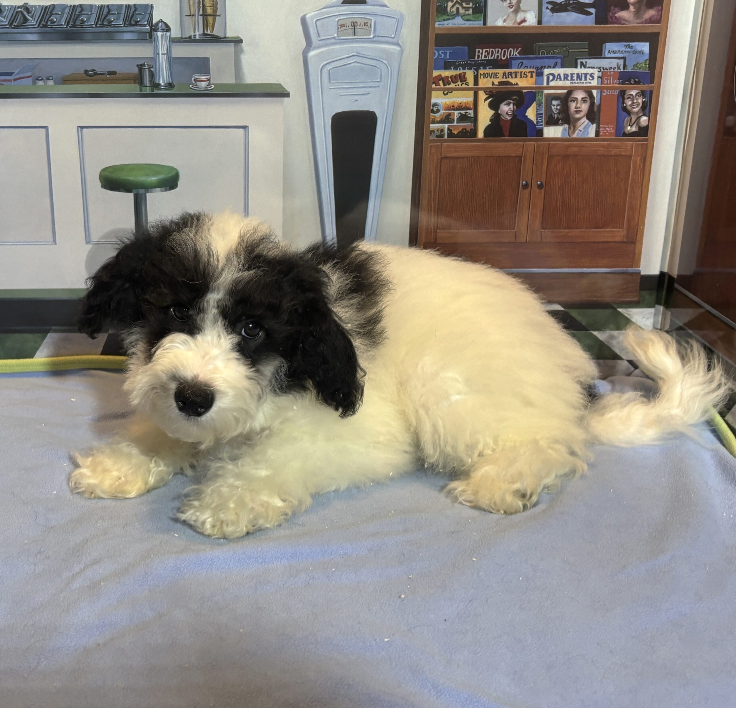 TRITON – Miniature Schnoodle $2000
