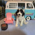 TRITON – Miniature Schnoodle NOW $2000