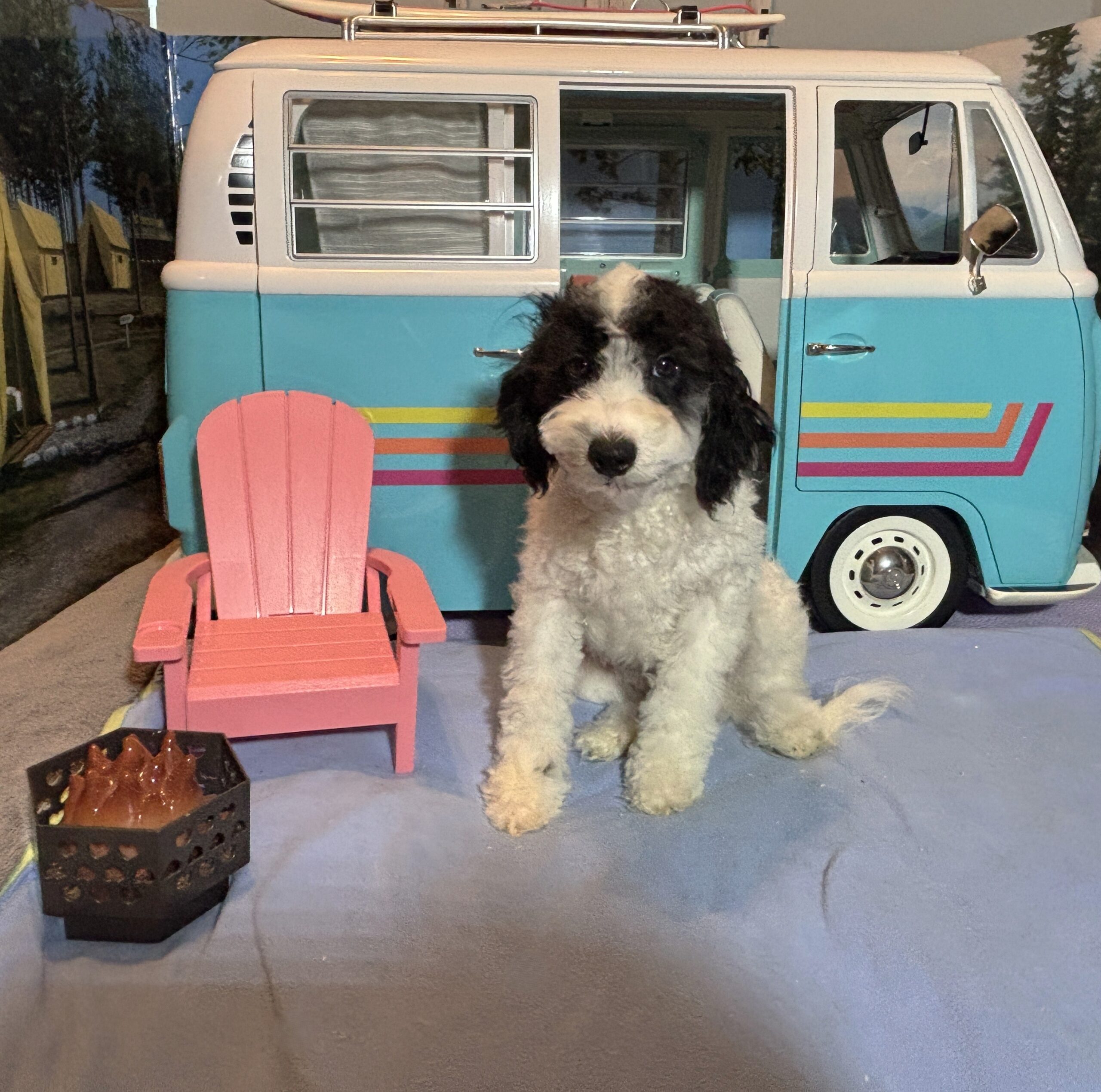 TRITON – Miniature Schnoodle NOW $2000