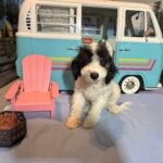 TRITON – Miniature Schnoodle NOW $2000