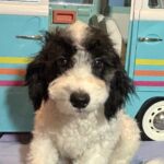 TRITON – Miniature Schnoodle NOW $2000